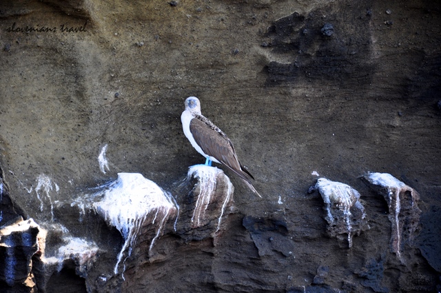 Blue footed boobie <3