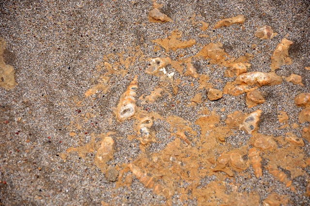 Fossils in the ground