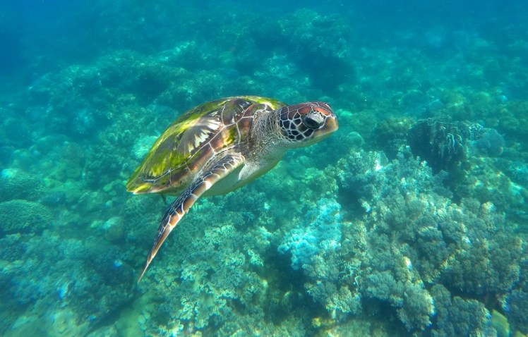 DCIM100GOPROG0196900.