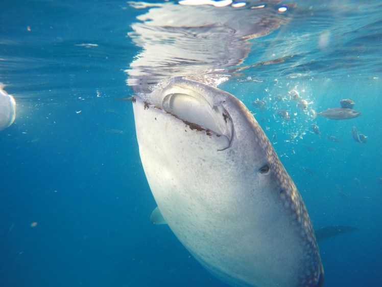 DCIM100GOPROG0537157.