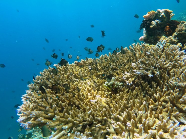 DCIM102GOPROG3518945.