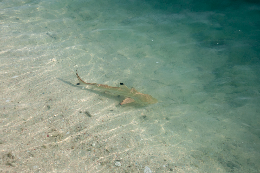 Ukulhas THE bikini beach sLOVEnians travel