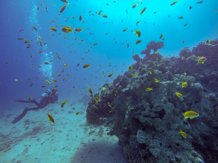 Diving in Eilat
