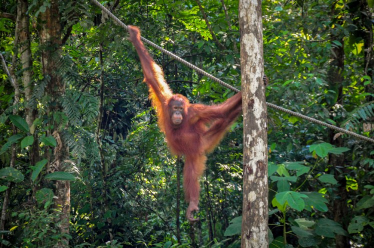 malaysia Orangutans