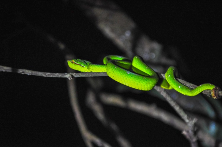 malaysia Bako National Park