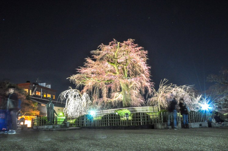 sakura kyoto