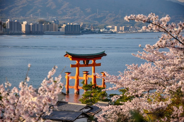 sakura miyajima