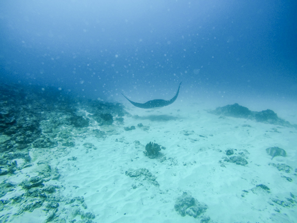 Nusa Penida Manta Point