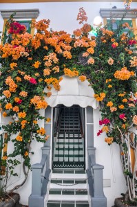 Puerto de Mogan flowers